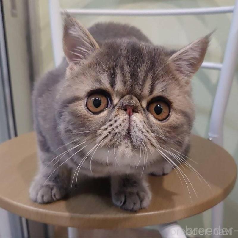 販売中の岡山県のエキゾチックショートヘア-132579