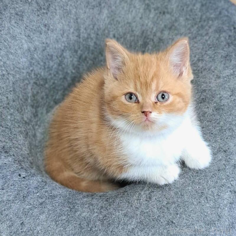 販売中の茨城県のミヌエット-132580の1枚目