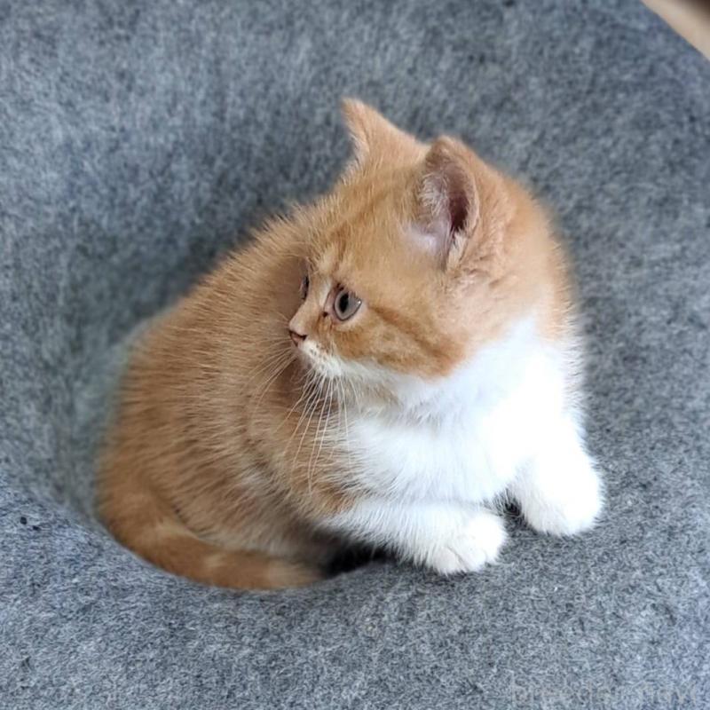 販売中の茨城県のミヌエット-132580の3枚目