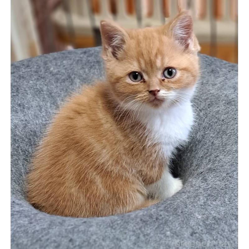 販売中の茨城県のミヌエット-132580の2枚目