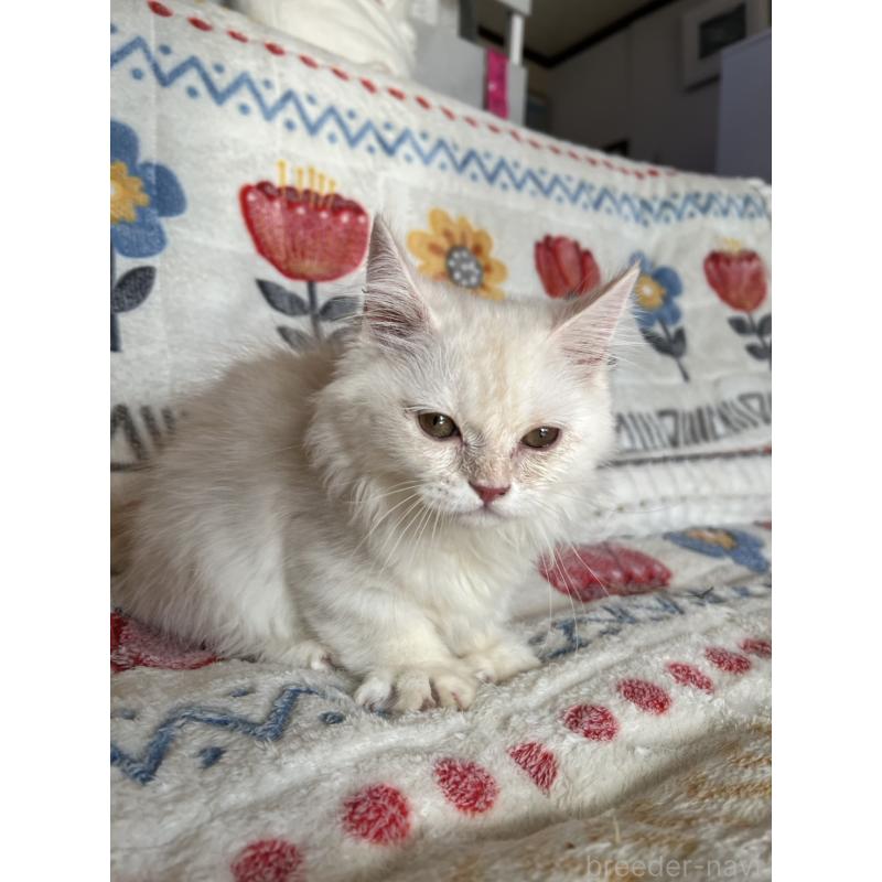 販売中の千葉県のミヌエット(短足)-132582の7枚目