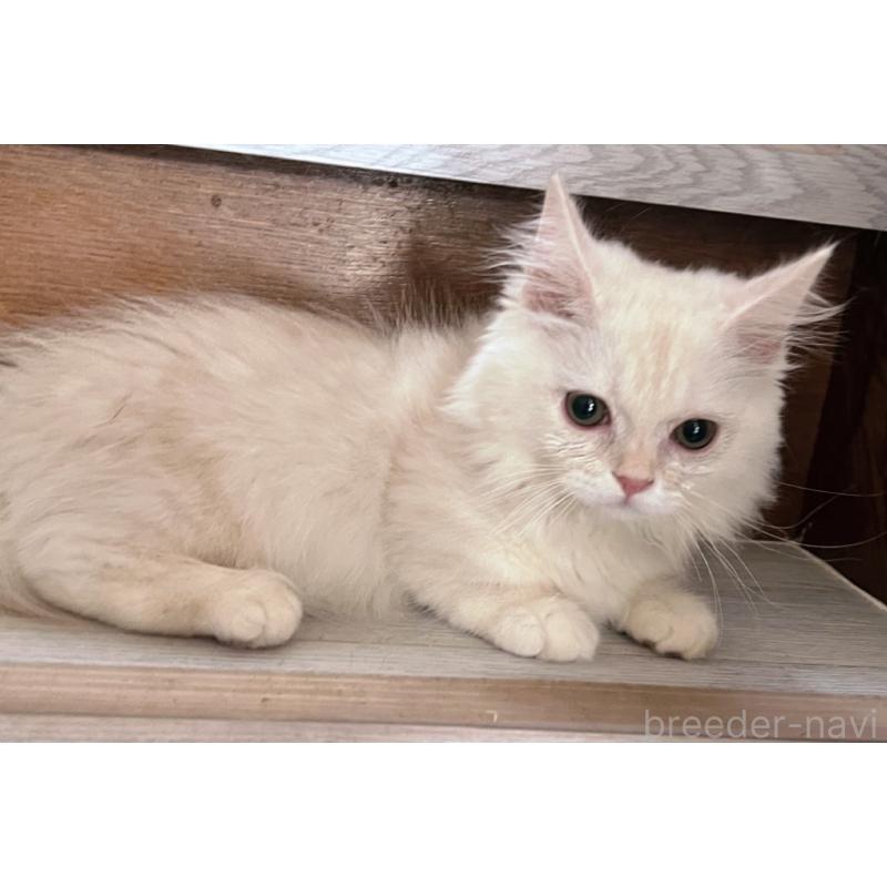 販売中の千葉県のミヌエット(短足)-132582の6枚目