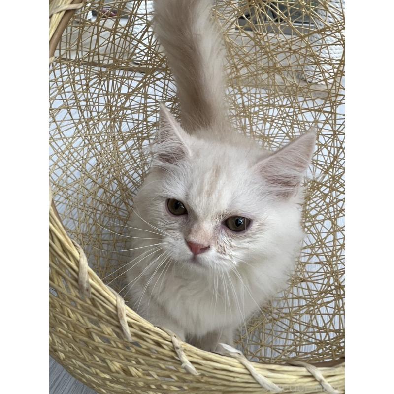 販売中の千葉県のミヌエット(短足)-132582の5枚目