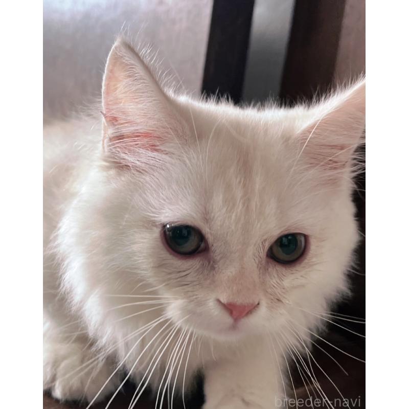 販売中の千葉県のミヌエット(短足)-132582の4枚目