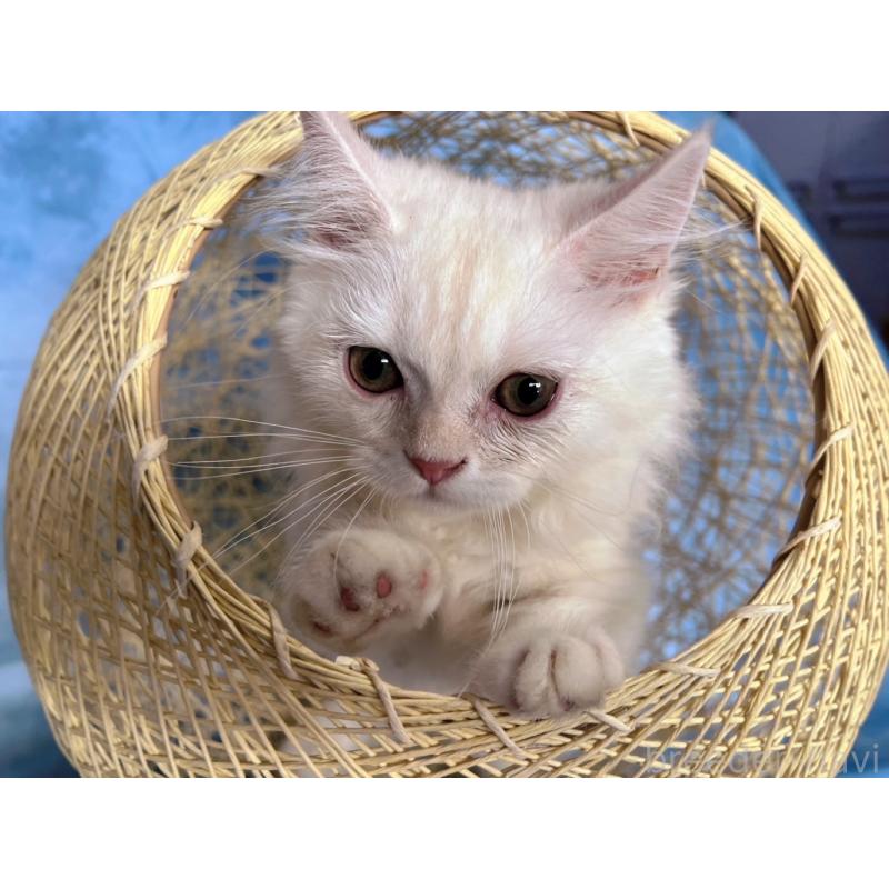 販売中の千葉県のミヌエット(短足)-132582の3枚目