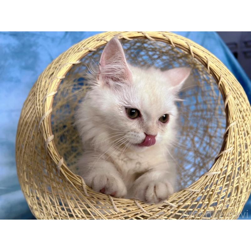 販売中の千葉県のミヌエット(短足)-132582の2枚目