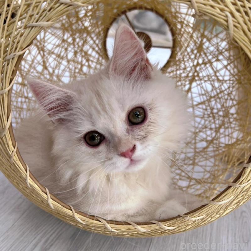 販売中の千葉県のミヌエット(短足)-132582の1枚目