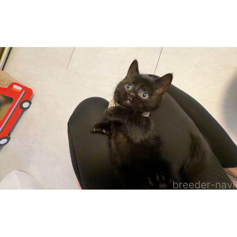 商談中の群馬県のマンチカン(短足)-130554の3枚目