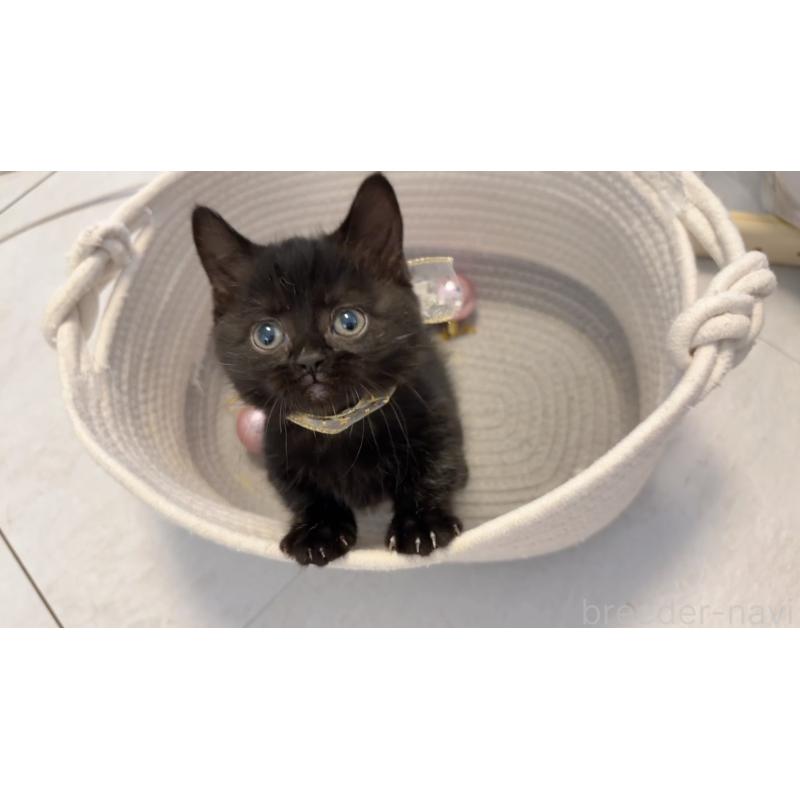 商談中の群馬県のマンチカン(短足)-130554の2枚目