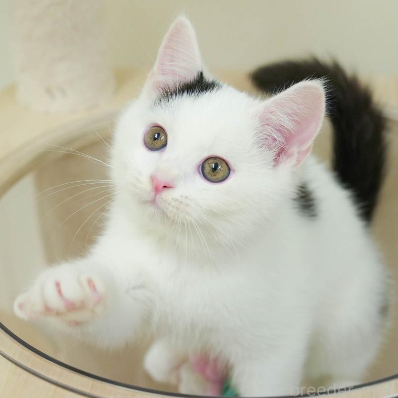 販売中ののマンチカン-132584