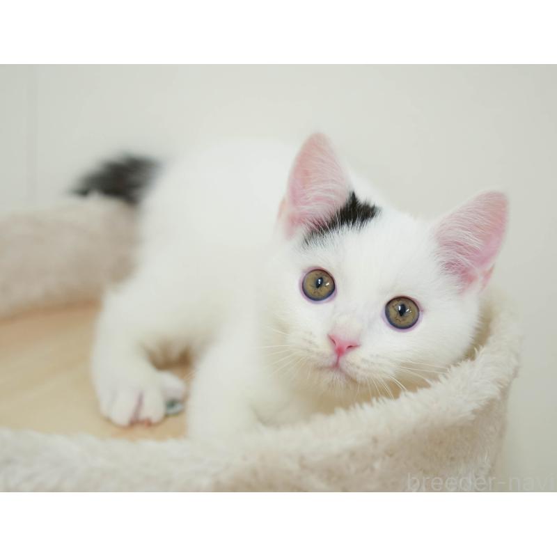 販売中の埼玉県のマンチカン-132584の12枚目