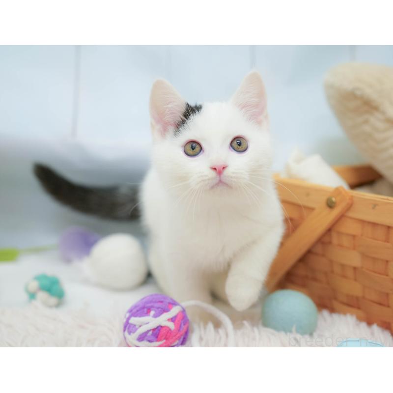 販売中の埼玉県のマンチカン-132584の11枚目