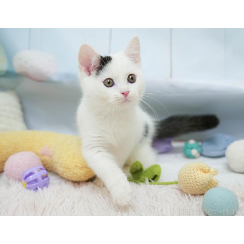 販売中の埼玉県のマンチカン-132584の10枚目