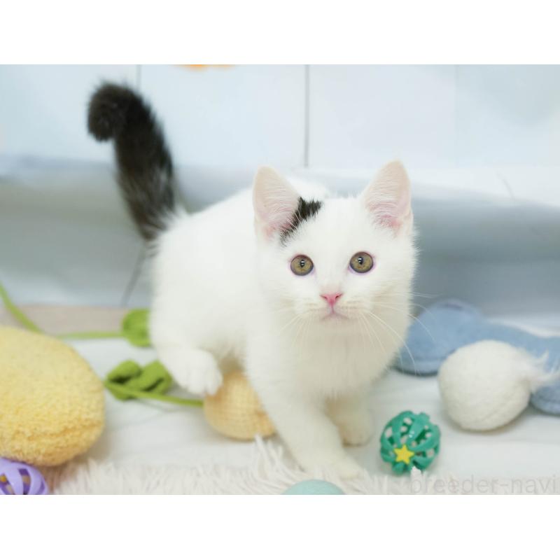 販売中の埼玉県のマンチカン-132584の9枚目