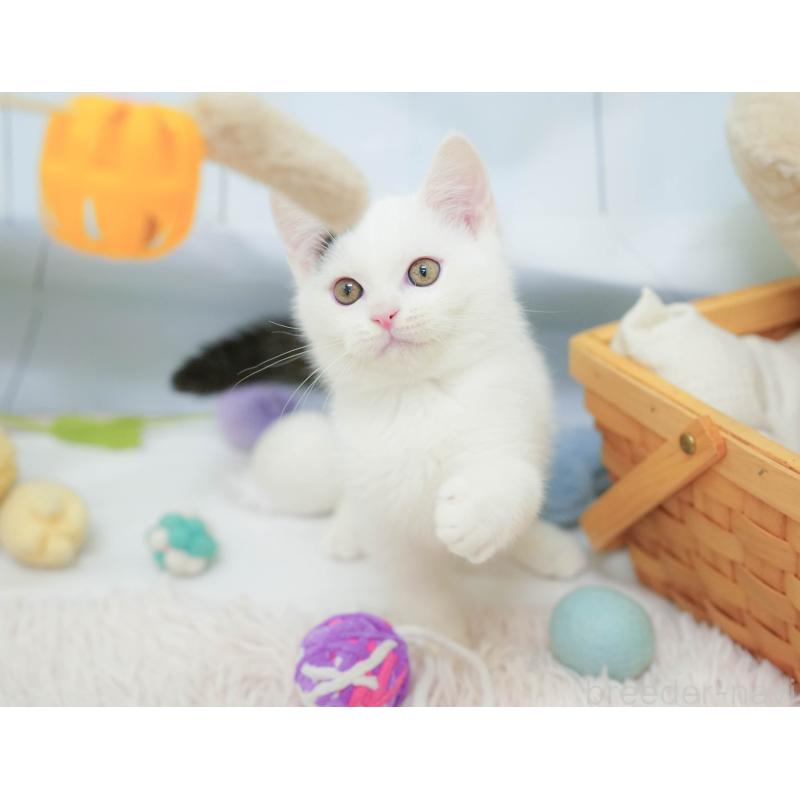 販売中の埼玉県のマンチカン-132584の8枚目