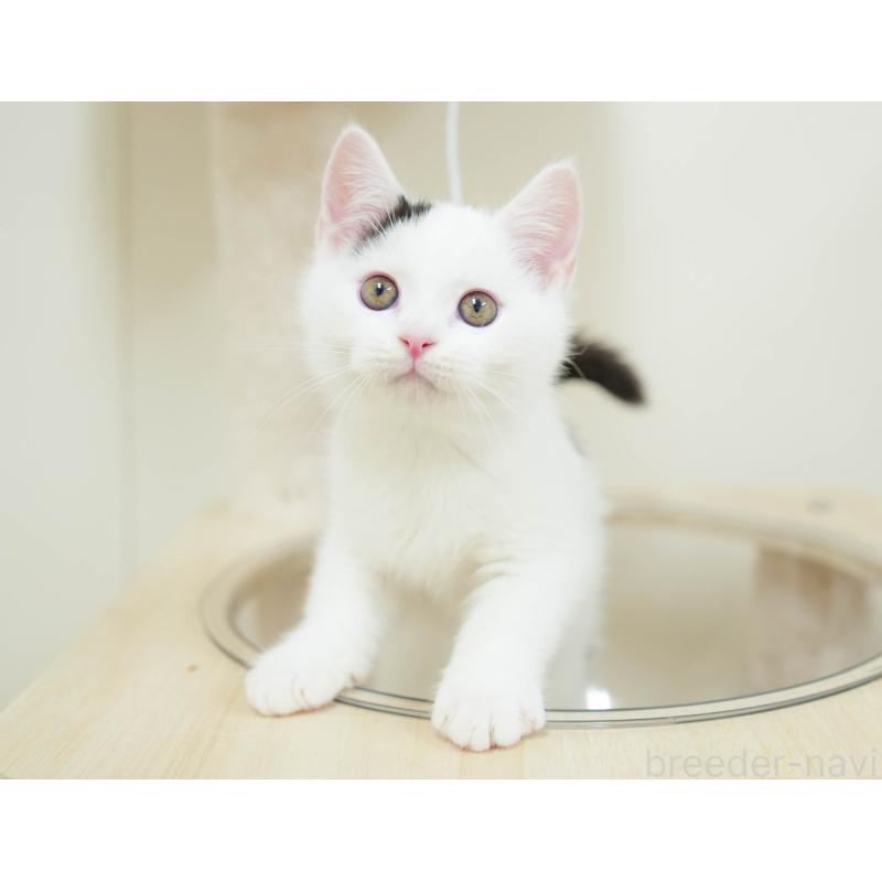 販売中の埼玉県のマンチカン-132584の7枚目