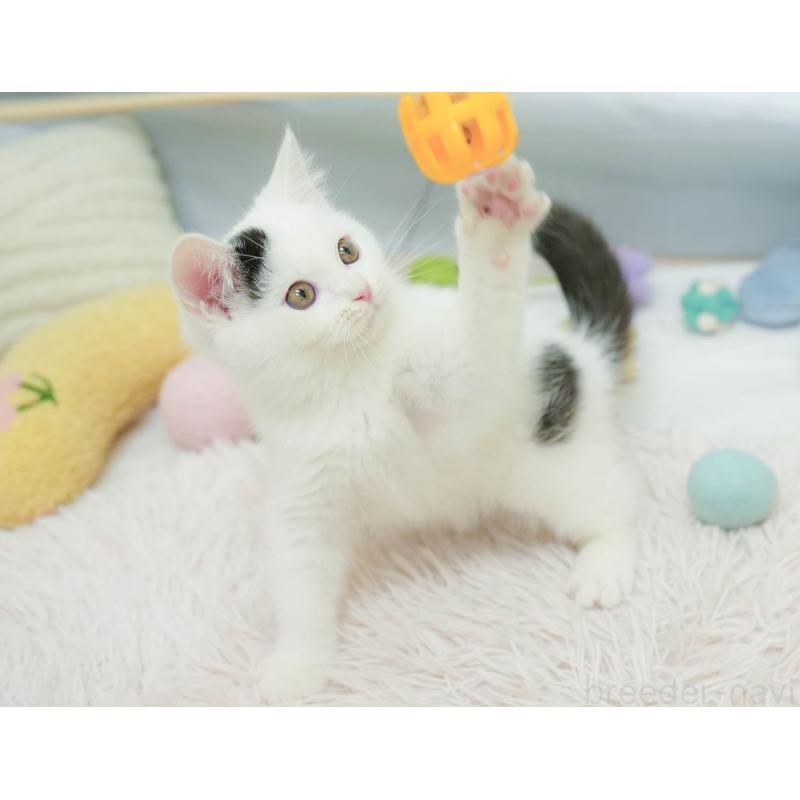 販売中の埼玉県のマンチカン-132584の6枚目