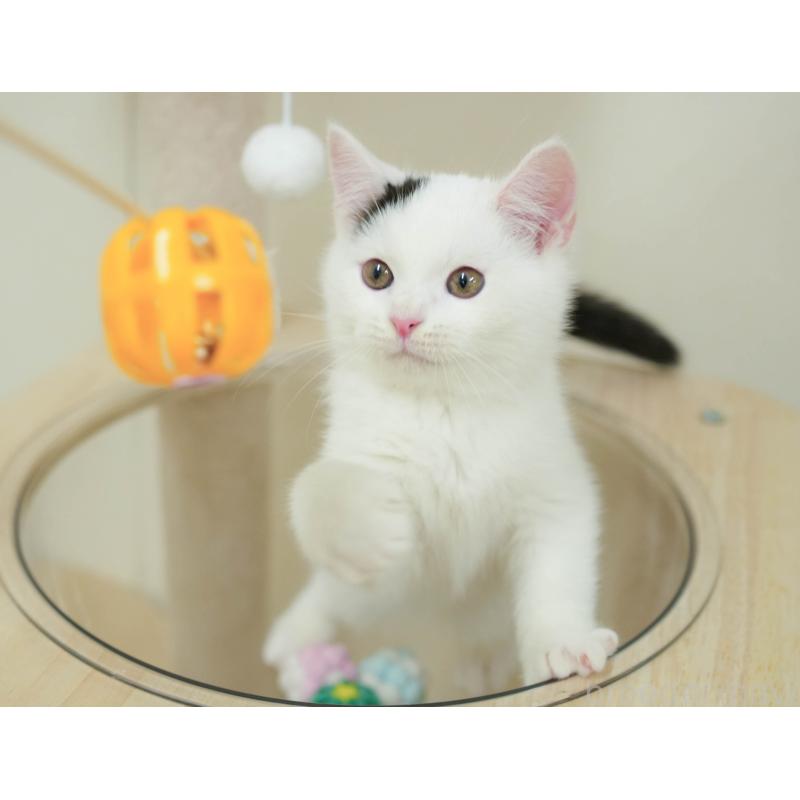 販売中の埼玉県のマンチカン-132584の5枚目