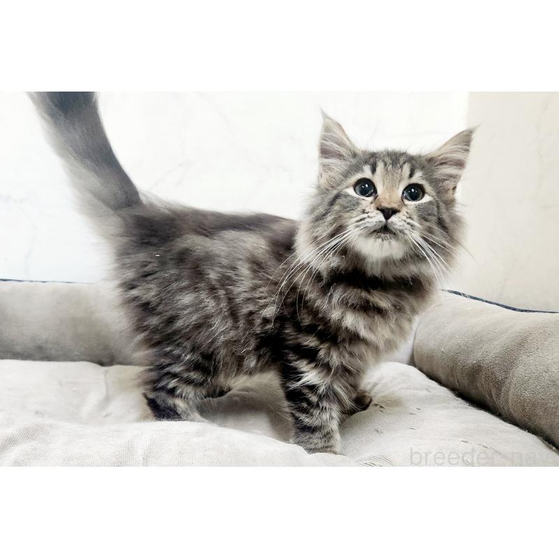 販売中の北海道のノルウェージャンフォレストキャット-127139の6枚目