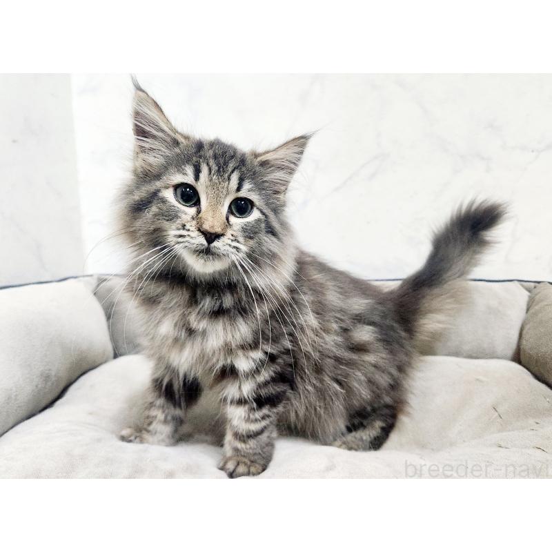 販売中の北海道のノルウェージャンフォレストキャット-127139の5枚目