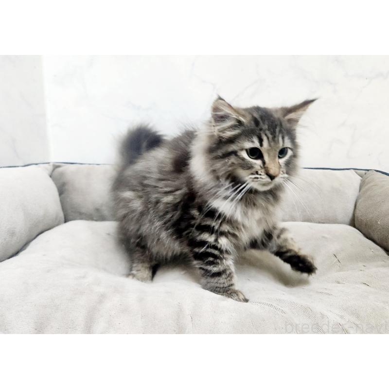 販売中の北海道のノルウェージャンフォレストキャット-127139の4枚目