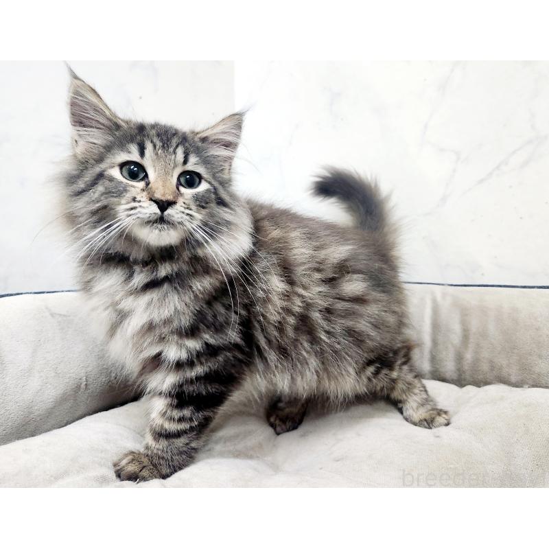 販売中の北海道のノルウェージャンフォレストキャット-127139の3枚目