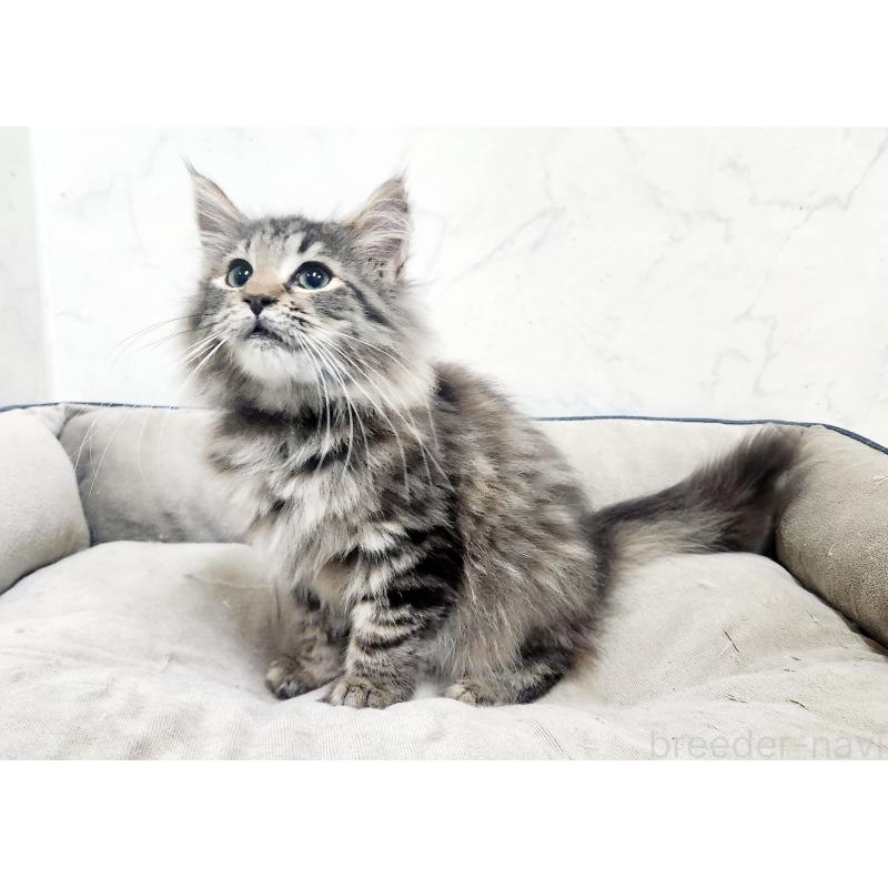 販売中の北海道のノルウェージャンフォレストキャット-127139の2枚目