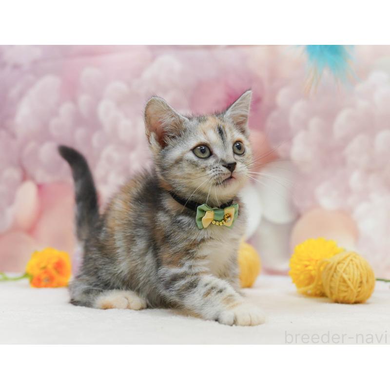 販売中の千葉県のアメリカンショートヘア-132586の8枚目