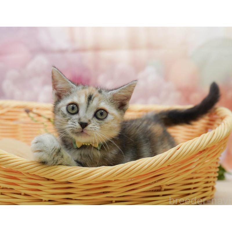 販売中の千葉県のアメリカンショートヘア-132586の7枚目