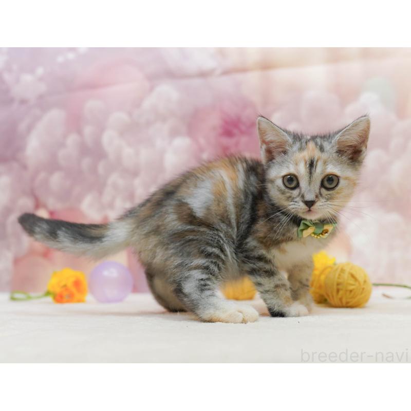 販売中の千葉県のアメリカンショートヘア-132586の6枚目