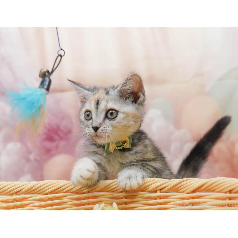 販売中の千葉県のアメリカンショートヘア-132586の5枚目