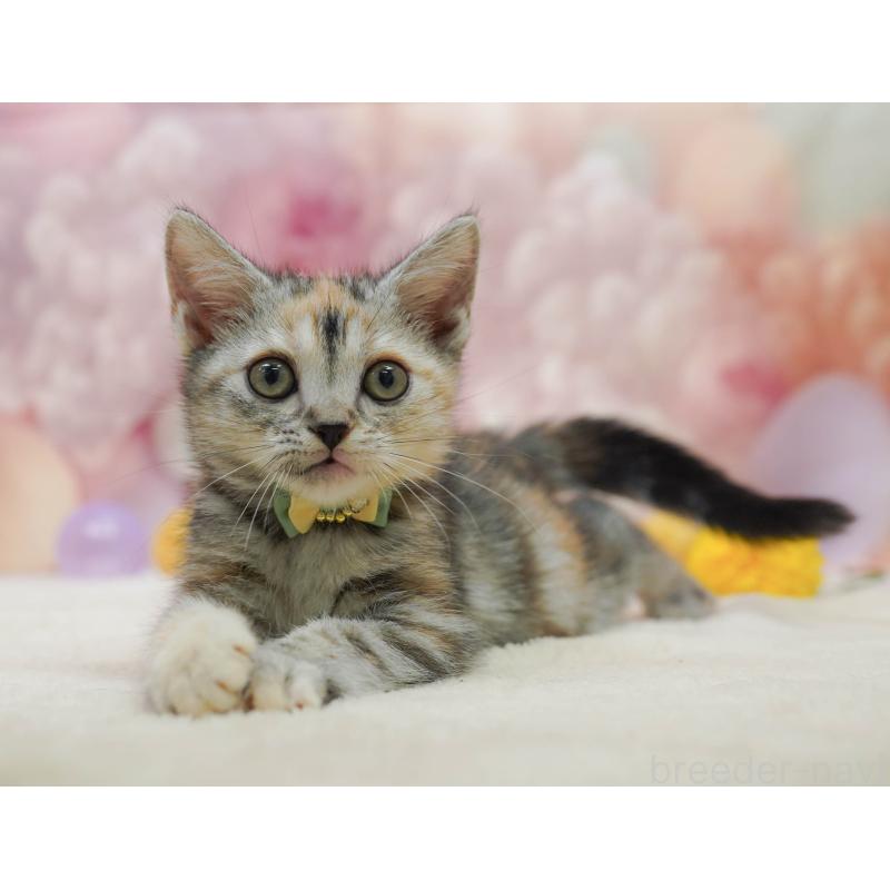 販売中の千葉県のアメリカンショートヘア-132586の4枚目