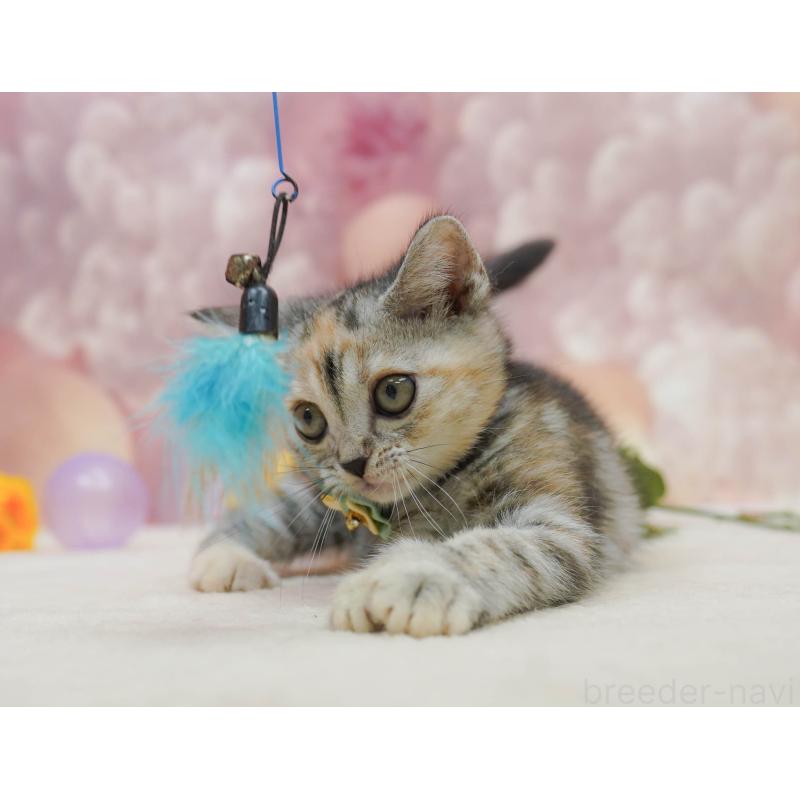 販売中の千葉県のアメリカンショートヘア-132586の3枚目