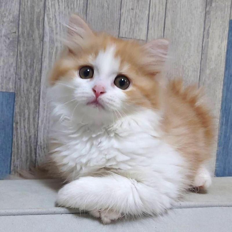 販売中の熊本県のマンチカン-132585の2枚目