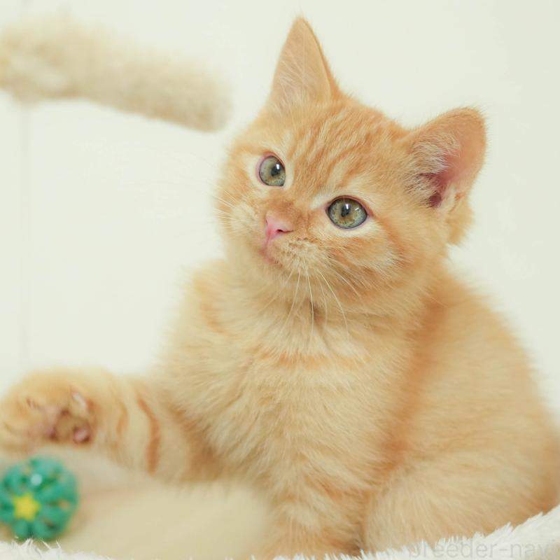 販売中の埼玉県のマンチカン-132587の1枚目