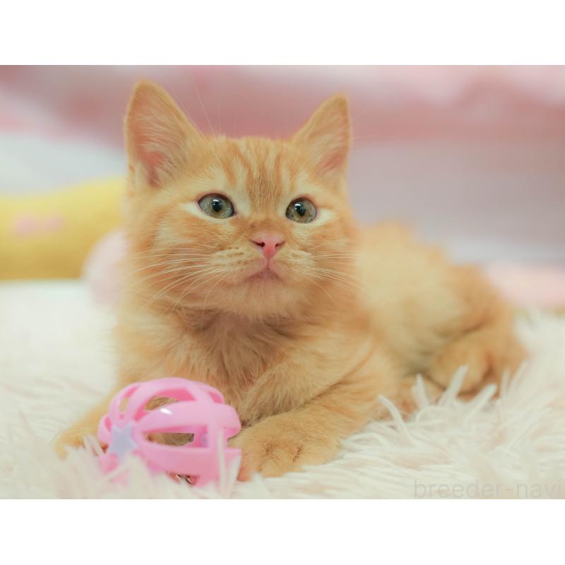 販売中の埼玉県のマンチカン-132587の12枚目