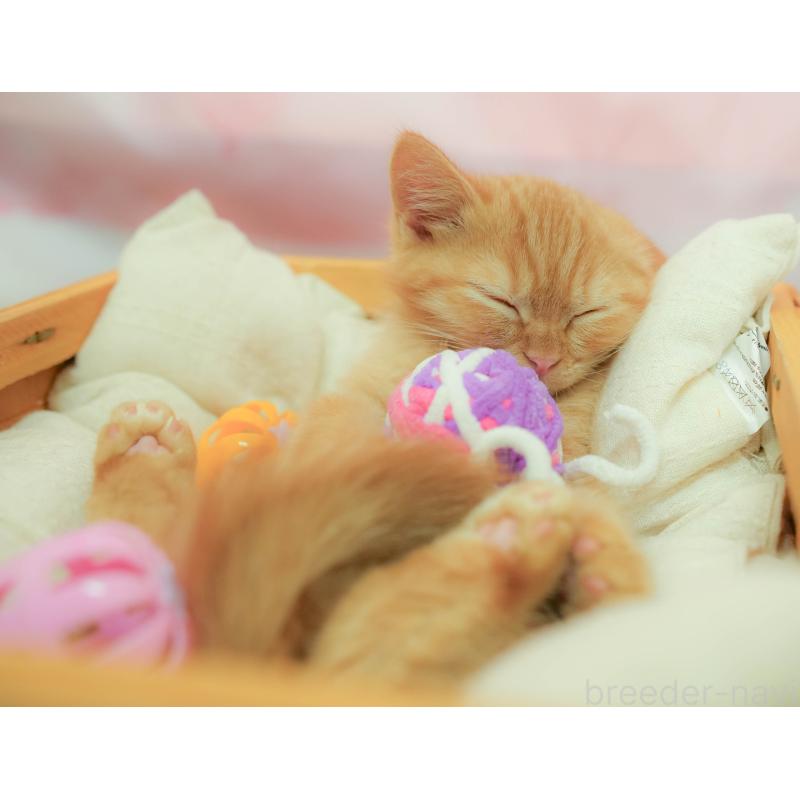 販売中の埼玉県のマンチカン-132587の11枚目