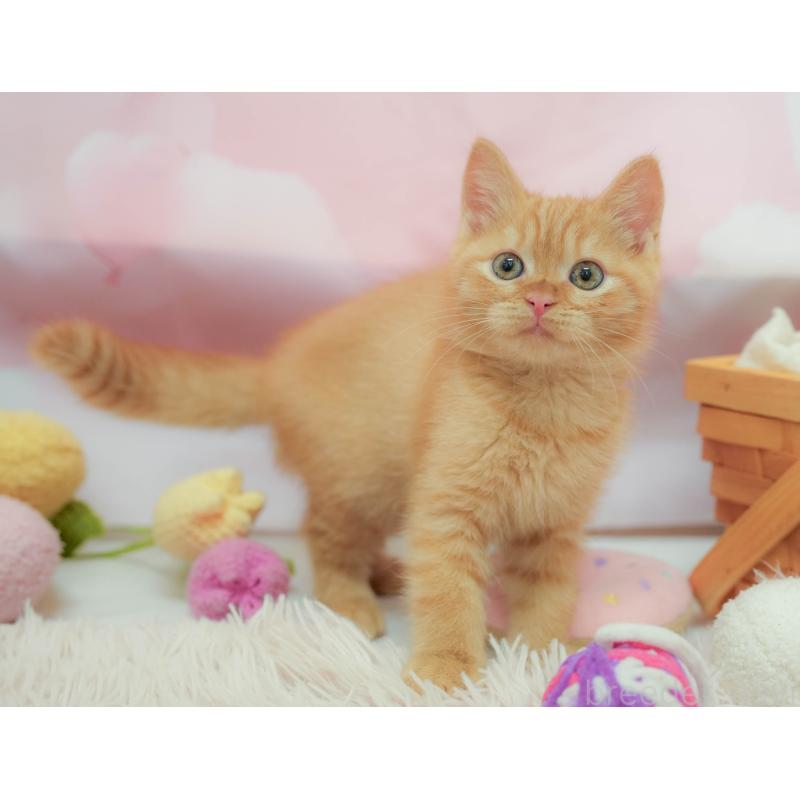 販売中の埼玉県のマンチカン-132587の10枚目