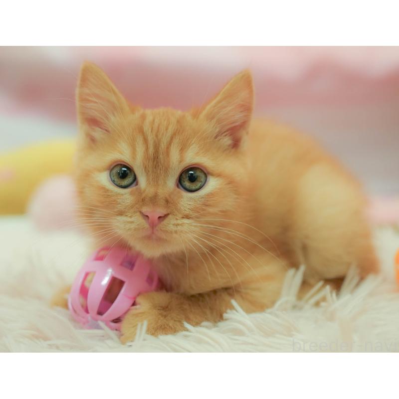 販売中の埼玉県のマンチカン-132587の9枚目