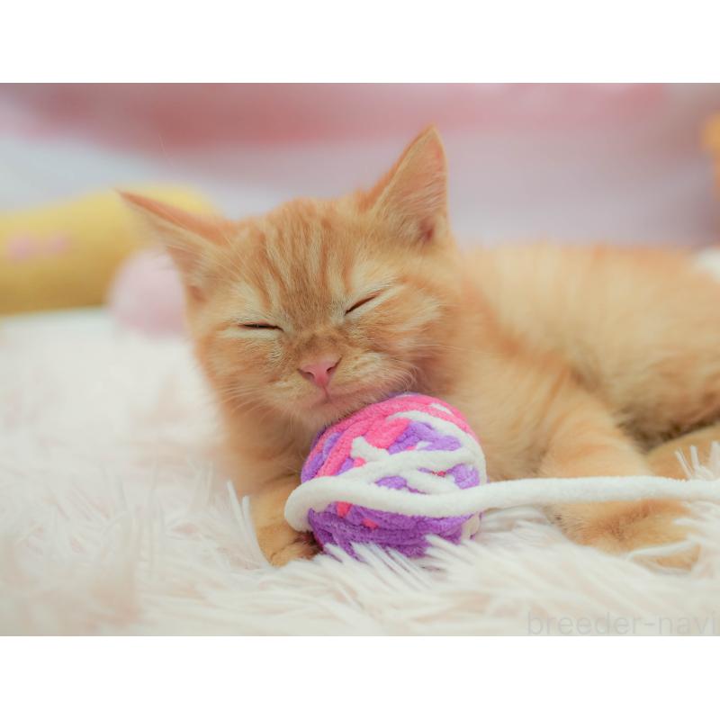 販売中の埼玉県のマンチカン-132587の8枚目