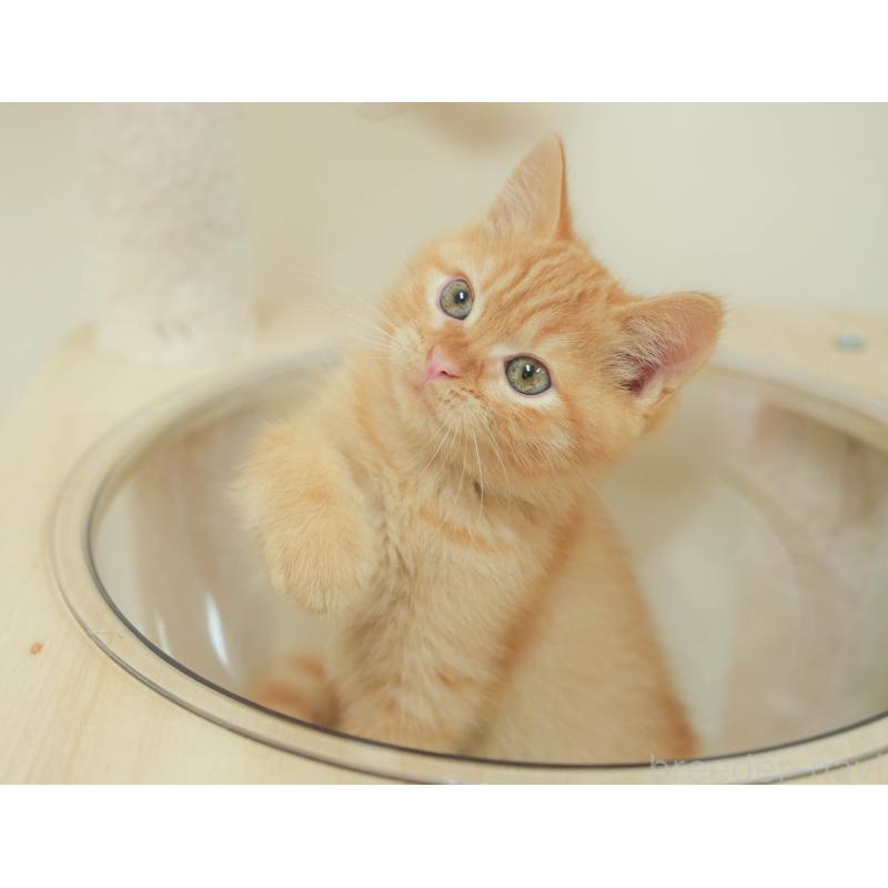 販売中の埼玉県のマンチカン-132587の7枚目