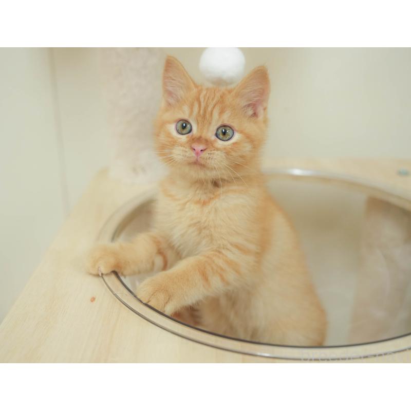 販売中の埼玉県のマンチカン-132587の6枚目