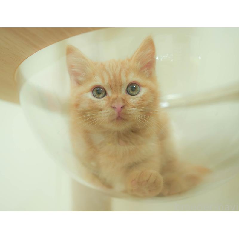 販売中の埼玉県のマンチカン-132587の5枚目