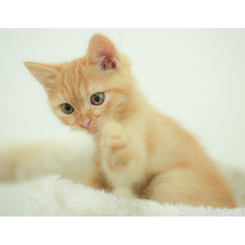 販売中の埼玉県のマンチカン-132587の4枚目