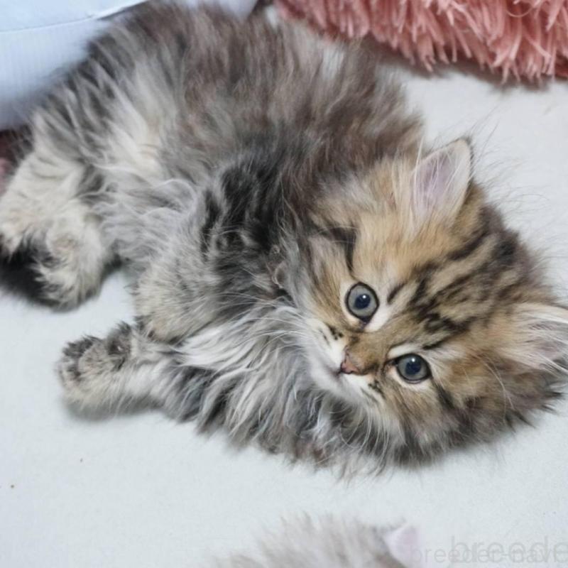 販売中の熊本県のミヌエット(短足)-132588の5枚目