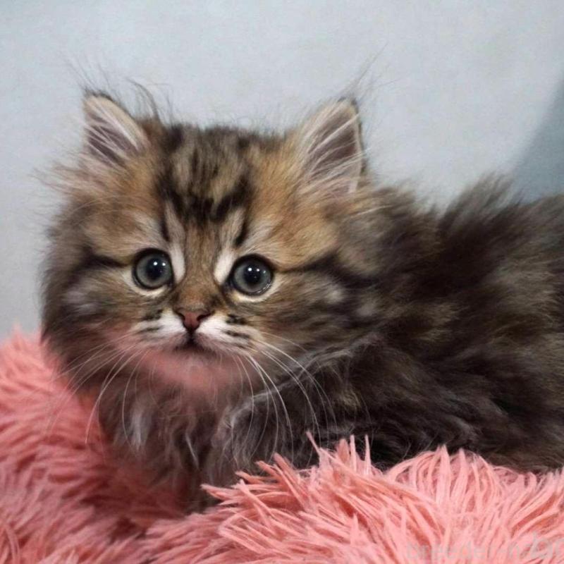 販売中の熊本県のミヌエット(短足)-132588の4枚目