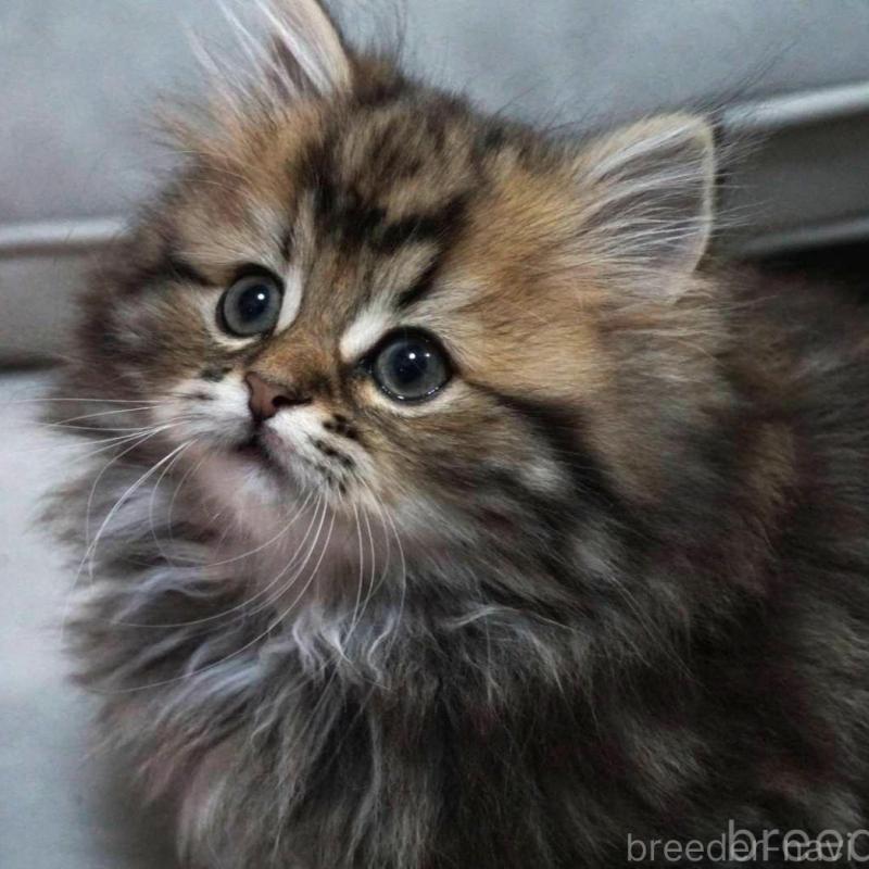 販売中の熊本県のミヌエット(短足)-132588の3枚目