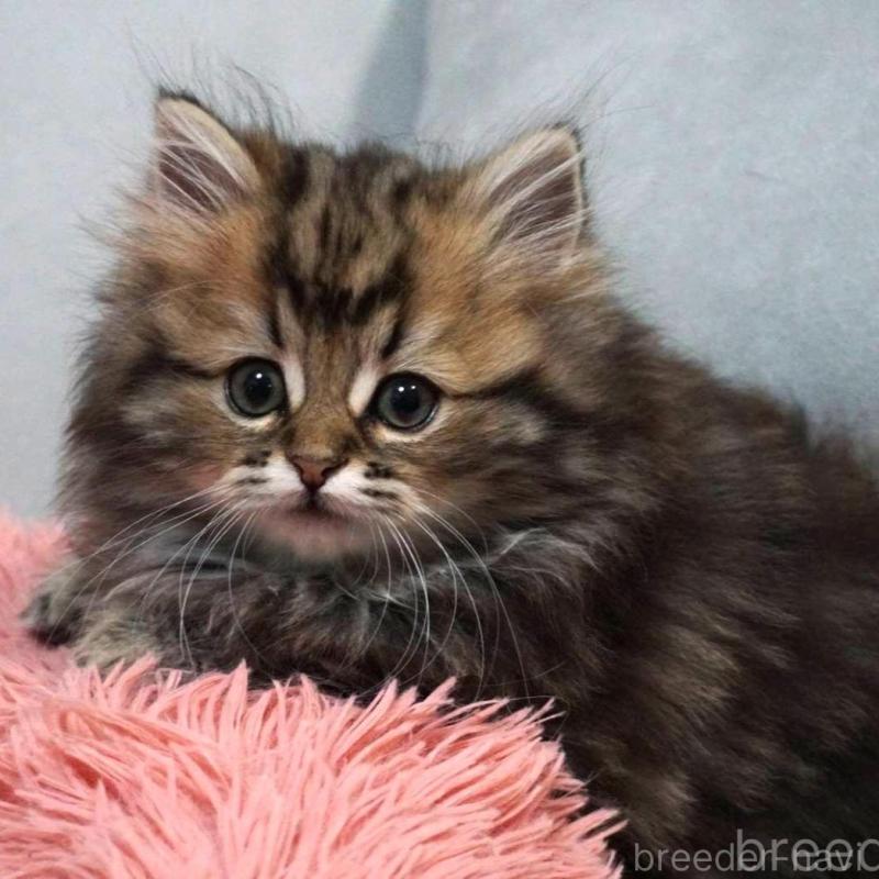 販売中の熊本県のミヌエット(短足)-132588