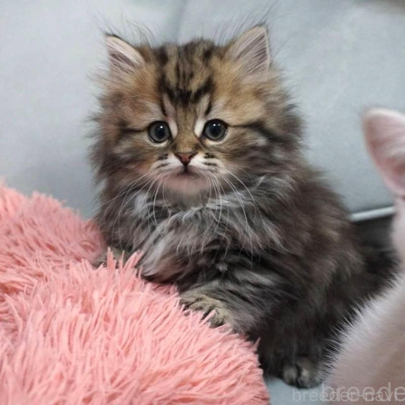 販売中の熊本県のミヌエット(短足)-132588の2枚目