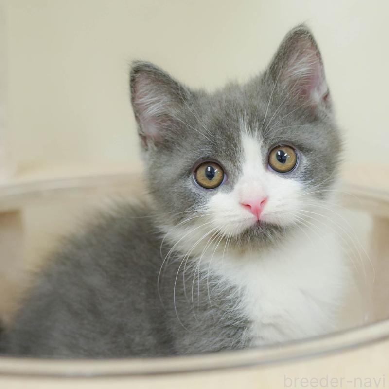 販売中の埼玉県のマンチカン-132590の1枚目